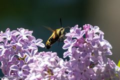 Hemaris aethra on purple flowers by David McCorquodale. Used under a CC BY 4.0 license.