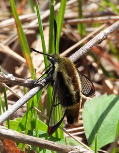 Hemaris aethra on stick by Peter Waycik. Used under a CC BY 4.0 license.