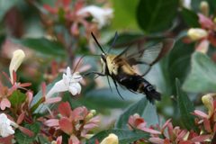 Hemaris diffinis 1 by Lonniehuffman at English Wikipedia)Lonnie Huffman. Used under a CC BY 3.0 license.