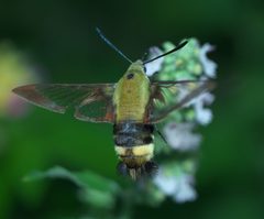 Hemaris diffinis P1000108a by 
xpda. Used under a CC BY-SA 4.0 license.
