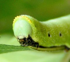 Hemaris diffinis larva head by Jacy Lucier. Used under a CC BY-SA 4.0 license.