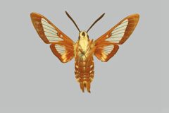 Hemaris gracilis BMNHE274285 male un by The Trustees of the Natural History Museum, London. Used under a CC BY 3.0 license.