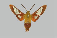 Hemaris gracilis BMNHE274285 male up by The Trustees of the Natural History Museum, London. Used under a CC BY 3.0 license.