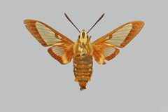 Hemaris gracilis BMNHE274286 female un by The Trustees of the Natural History Museum, London. Used under a CC BY 3.0 license.
