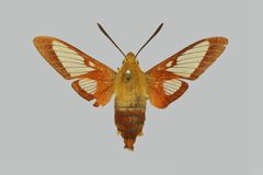 Hemaris gracilis BMNHE274286 female up by The Trustees of the Natural History Museum, London. Used under a CC BY 3.0 license.