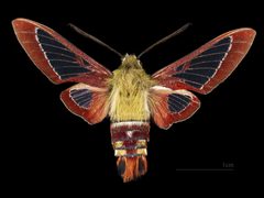 Hemaris gracilis antennae - MHNT CUT 2010 0 509 - Chester Maine USA - male dorsal by 
Didier Descouens. Used under a CC BY-SA 4.0 license.