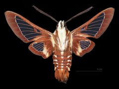 Hemaris gracilis antennae - MHNT CUT 2010 0 509 - Chester Maine USA - male ventral by 
Didier Descouens. Used under a CC BY-SA 4.0 license.