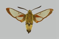 Hemaris senta BMNHE274287 male up by Robert Young. Used under a CC BY 3.0 license.