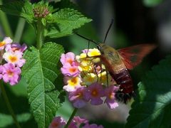 Hemaris thysbe by Original uploader was Lonniehuffman at en.wikipedia. Used under a CC BY 3.0 license.
