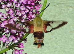 Hemaris thysbe 1 by Jacy Lucier. Used under a CC BY-SA 4.0 license.