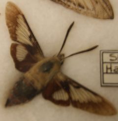 Hemaris thysbe 9zz by Photo by David J. Stang. Used under a CC BY-SA 4.0 license.