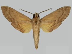 Isognathus rimosa rimosa BMNHE273238 male un by The Trustees of the Natural History Museum, London. Used under a CC BY 3.0 license.
