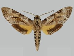 Isognathus rimosa rimosa BMNHE273238 male up by The Trustees of the Natural History Museum, London. Used under a CC BY 3.0 license.