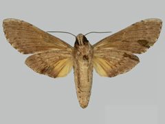 Isognathus rimosa rimosa BMNHE273239 female un by The Trustees of the Natural History Museum, London. Used under a CC BY 3.0 license.