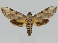 Isognathus rimosa rimosa BMNHE273239 female up by The Trustees of the Natural History Museum, London. Used under a CC BY 3.0 license.