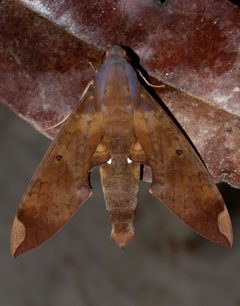Pachylia ficus by Kristof Zyskowski &amp; Yulia Bereshpolova. Used under a CC BY 2.0 license.