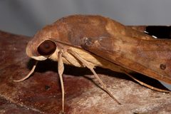 Pachylia ficus - 14039380894 by Kristof Zyskowski &amp; Yulia Bereshpolova. Used under a CC BY 2.0 license.