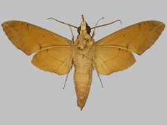 Pachylia ficus BMNHE273283 male un by The Trustees of the Natural History Museum, London. Used under a CC BY 3.0 license.