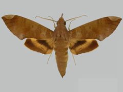Pachylia ficus BMNHE273283 male up by The Trustees of the Natural History Museum, London. Used under a CC BY 3.0 license.