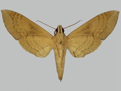 Pachylia ficus BMNHE273284 female un by The Trustees of the Natural History Museum, London. Used under a CC BY 3.0 license.