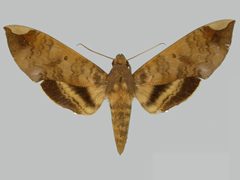 Pachylia ficus BMNHE273284 female up by The Trustees of the Natural History Museum, London. Used under a CC BY 3.0 license.