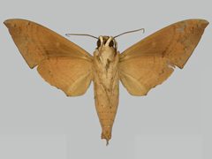 Pachylioides resumens BMNHE273291 male un by The Trustees of the Natural History Museum, London. Used under a CC BY 3.0 license.