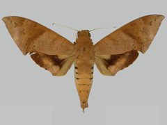 Pachylioides resumens BMNHE273291 male up by The Trustees of the Natural History Museum, London. Used under a CC BY 3.0 license.