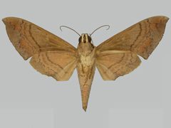 Pachylioides resumens BMNHE273292 female un by The Trustees of the Natural History Museum, London. Used under a CC BY 3.0 license.