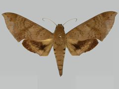 Pachylioides resumens BMNHE273292 female up by The Trustees of the Natural History Museum, London. Used under a CC BY 3.0 license.