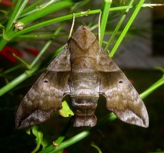 .Perigonia lusca. Sphingidae. Macroglossinae - Flickr - gailhampshire by gailhampshire from Cradley, Malvern, U.K. Used under a CC BY 2.0 license.
