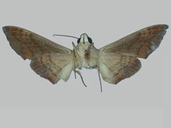 Perigonia lusca lusca BMNHE272854 female un by The Trustees of the Natural History Museum, London. Used under a CC BY 3.0 license.