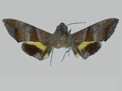 Perigonia lusca lusca BMNHE272854 female up by The Trustees of the Natural History Museum, London. Used under a CC BY 3.0 license.