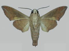 Perigonia lusca lusca BMNHE273113 male un by The Trustees of the Natural History Museum, London. Used under a CC BY 3.0 license.