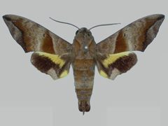 Perigonia lusca lusca BMNHE273113 male up by The Trustees of the Natural History Museum, London. Used under a CC BY 3.0 license.