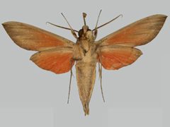Phryxus caicus BMNHE273281 male un by The Trustees of the Natural History Museum, London. Used under a CC BY 3.0 license.