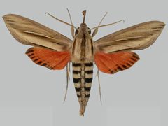Phryxus caicus BMNHE273281 male up by The Trustees of the Natural History Museum, London. Used under a CC BY 3.0 license.