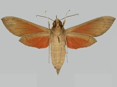 Phryxus caicus BMNHE273282 female un by The Trustees of the Natural History Museum, London. Used under a CC BY 3.0 license.