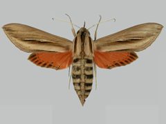 Phryxus caicus BMNHE273282 female up by The Trustees of the Natural History Museum, London. Used under a CC BY 3.0 license.