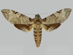 Pseudosphinx tetrio BMNHE273209 female up by The Trustees of the Natural History Museum, London. Used under a CC BY 3.0 license.