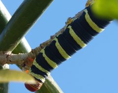 Pseudosphinx tetrio Moth Caterpillar head - Flickr - gailhampshire by gailhampshire from Cradley, Malvern, U.K. Used under a CC BY 2.0 license.