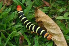 Pseudosphinx tetrio sphingidae by Filo gèn'. Used under a CC BY-SA 4.0 license.