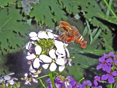 Amphion floridensis by James Steakley. Used under a CC BY-SA 3.0 license.