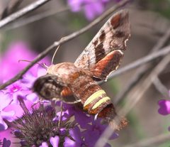 Amphion floridensis P1190013b by 
xpda. Used under a CC BY-SA 4.0 license.