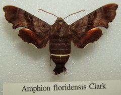 Amphion floridensis sjh by wikipedia. Used under a CC BY-SA 2.5 license.