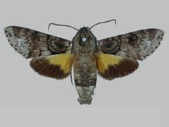 Cautethia spuria BMNHE273051 male up by The Trustees of the Natural History Museum, London. Used under a CC BY 3.0 license.