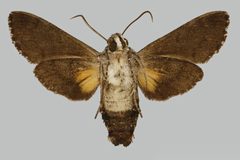 Cautethia spuria JH178 female un edi by The Trustees of the Natural History Museum, London. Used under a CC BY 3.0 license.