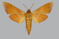 Darapsa choerilus BMNHE813092 male un by The Trustees of the Natural History Museum, London. Used under a CC BY 3.0 license.