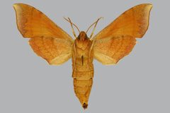Darapsa choerilus BMNHE813093 female un by The Trustees of the Natural History Museum, London. Used under a CC BY 3.0 license.