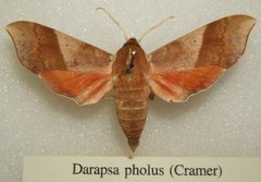 Darapsa pholus sjh by wikipedia. Used under a CC BY-SA 2.5 license.