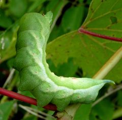 Darapsa myron larva 3 by Jacy Lucier. Used under a CC BY-SA 4.0 license.